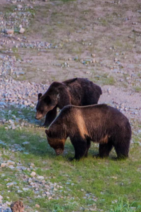 Ursa Grizzly e seu filho se alimentam ao lado de rio na região de Many Glacier, no Glacier Nacional Park, em Montana, nos Estados Unidos